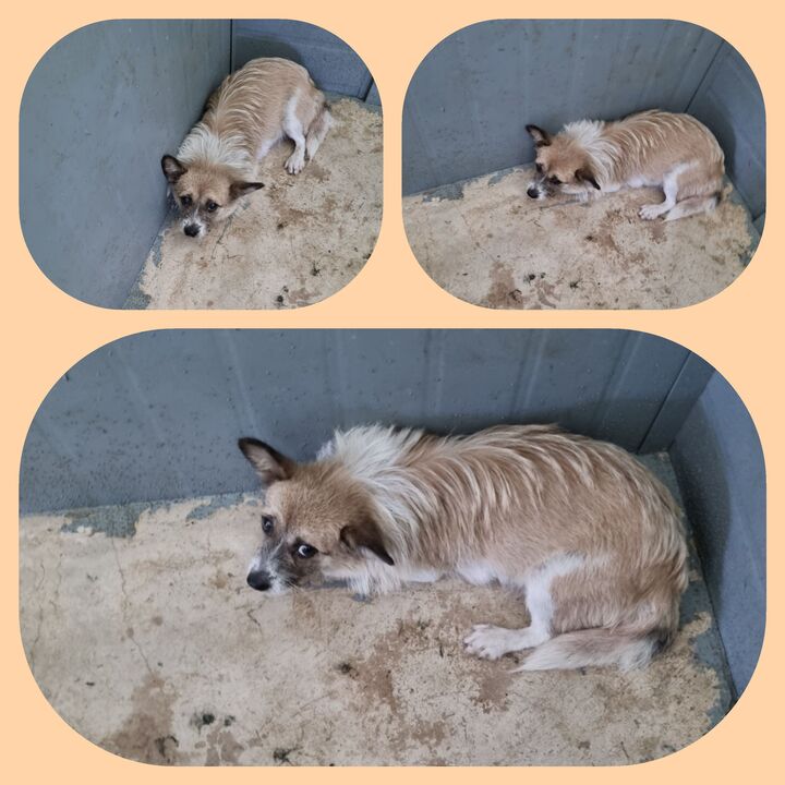 부안군 동물보호센터_445479202300782